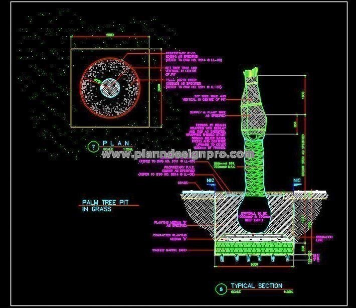 Palm Tree Planting Detail CAD Drawing